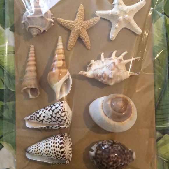 Brown & White Sea Life COLLECTOR SEASHELLS - Picture 6 of 8